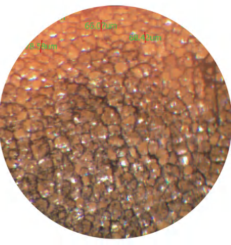 45x-microscope-shot-of-soho-xps-extruded-polystyrene-board-foam-cell-decection.png